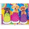 image:imageRoseArt Kodak Premium Puppy Socks 100 Pc Jigsaw Puzzle for the Whole FamilyPuppy Socks