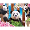 Panda Playtime